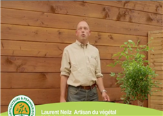 Comment rempoter une plante verte: le Ficus?