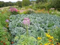 Les bonnes associations de légumes au potager