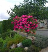 Rosier sur tige 'Emera'