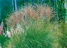 Miscanthus 'Kleine silberspinne'