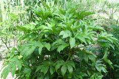 Aralia sieboldii, Fatsia japonica