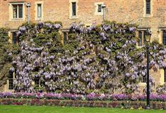 Glycine de Chine
