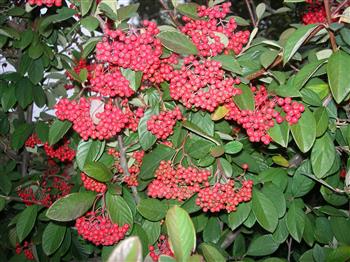 Cotoneaster à grandes feuilles, Cotonéaster laiteux
